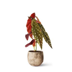 Plantas de interior natural begonia 30 cm
