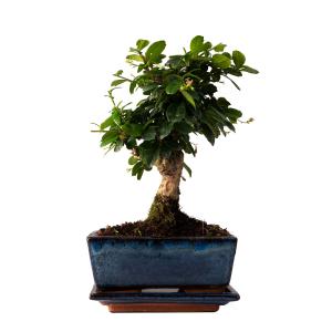 Plantas de interior natural bonsái 30 cm