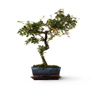 Plantas de interior natural bonsái 40 cm