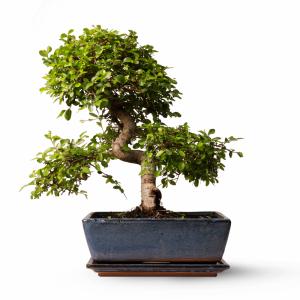 Plantas de interior natural bonsái 45 cm