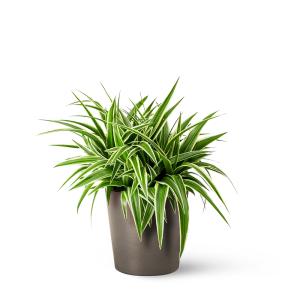 Plantas de interior natural comosum 35 cm