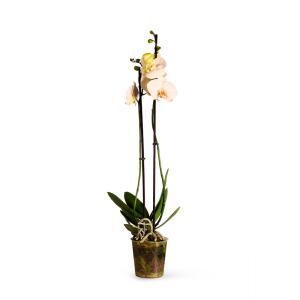 Plantas de interior natural orquídea blanca 60 cm