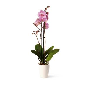 Plantas de interior natural orquídea rosa 60 cm