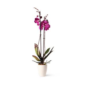 Plantas de interior natural orquídea violeta 60 cm