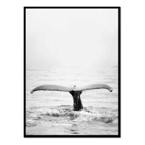 Póster con marco negro - ballena blanco y negro - 30x40