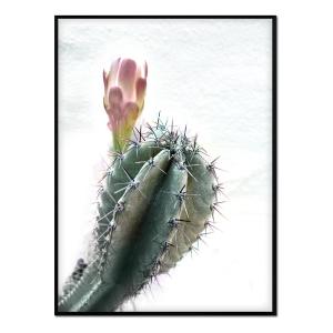 Póster con marco negro - cactus floreciendo - 50x70