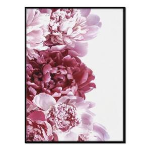 Póster con marco negro - dalias rosas - 30x40