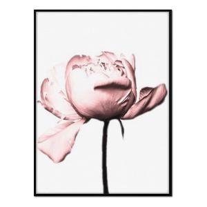Póster con marco negro - peonía rosa - 30x40