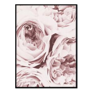 Póster con marco negro - rosas - 50x70