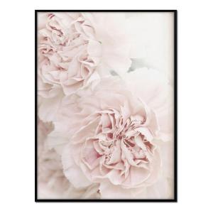 Póster con marco negro - rosas blancas - 50x70
