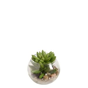 Suculenta echeveria en terrario redondo artificial verde h8