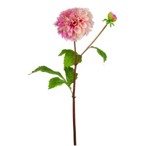 Tallo de dalia artificial rosa h50