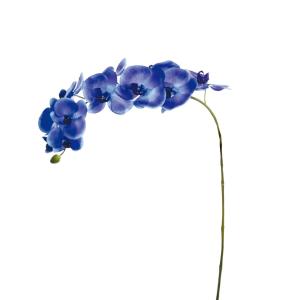 Tallo de orquídea phalaenopsis azul h100